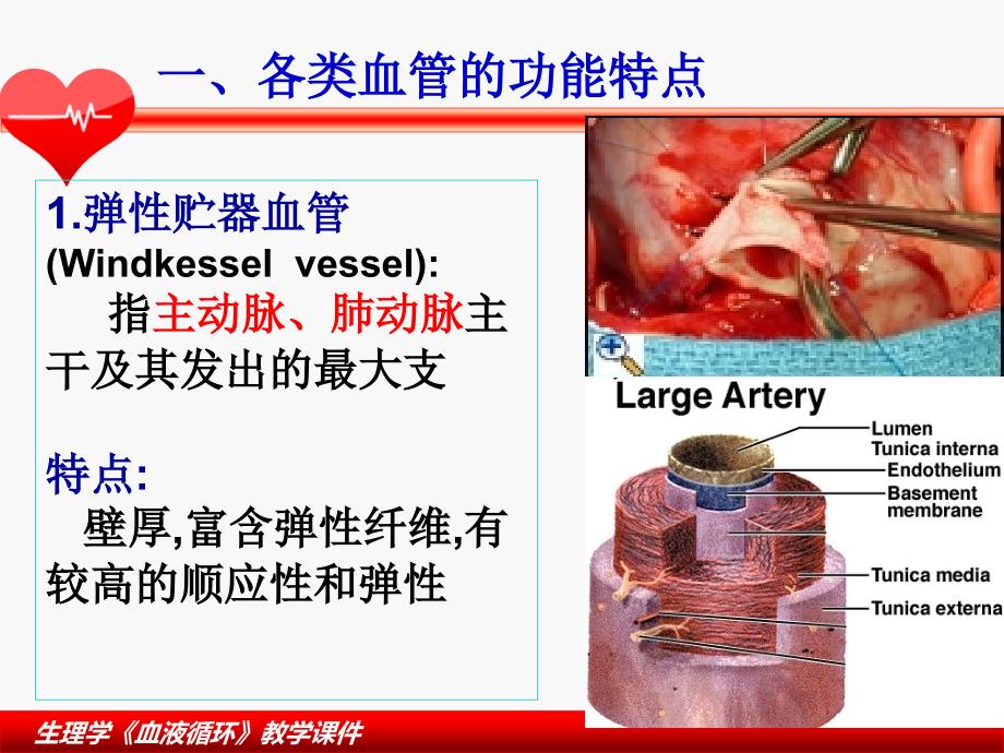 血液循环生理学3_第4页