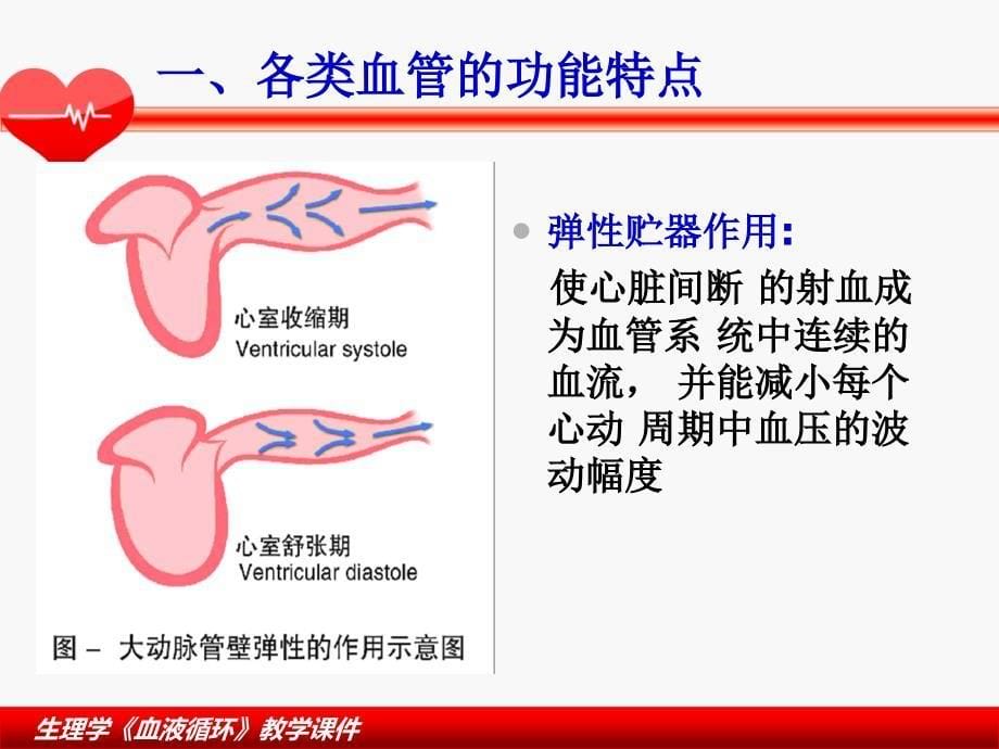 血液循环生理学3_第5页