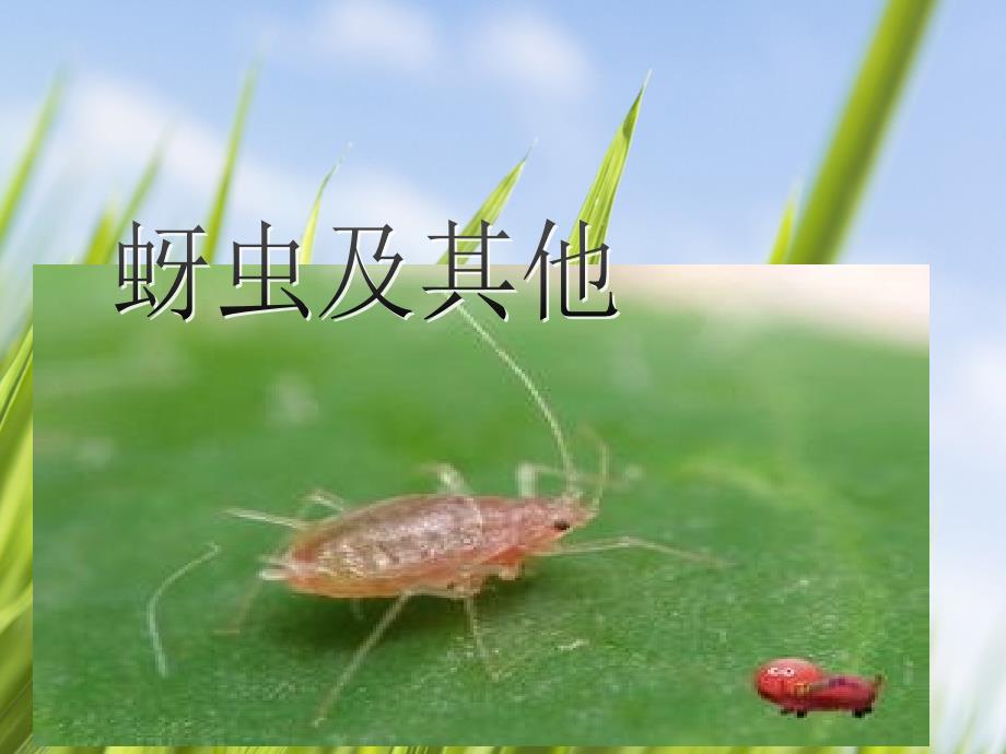 蚜虫及小麦蚜虫_第1页
