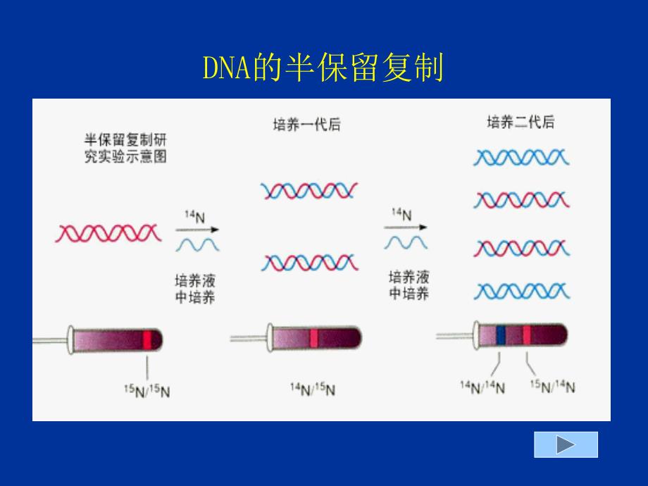 生命科学第一章组成生物体的大小分子_第3页