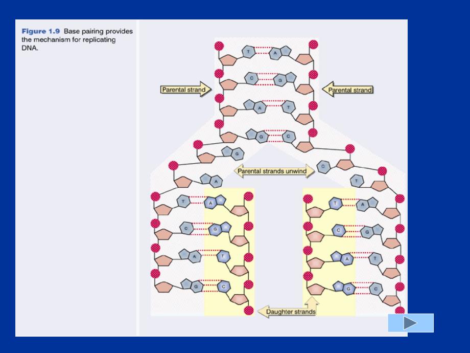 生命科学第一章组成生物体的大小分子_第4页