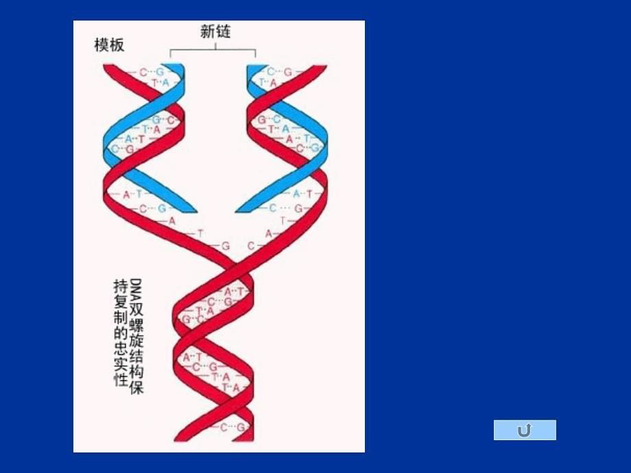 生命科学第一章组成生物体的大小分子_第5页