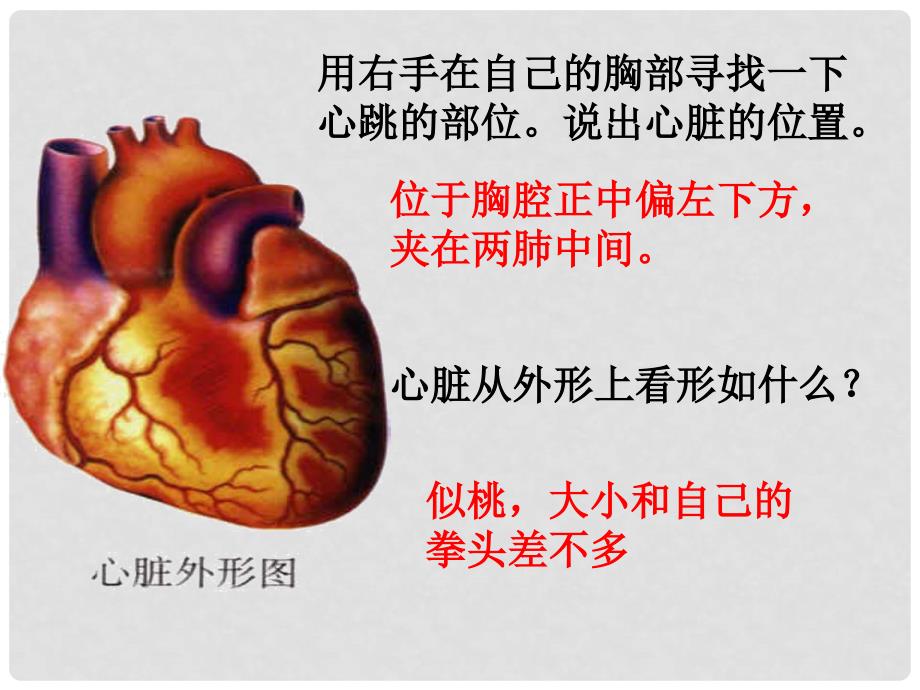 河北省承德市平泉县四海中学七年级生物下册 4.3 心脏（第一课时）课件 新人教版_第3页