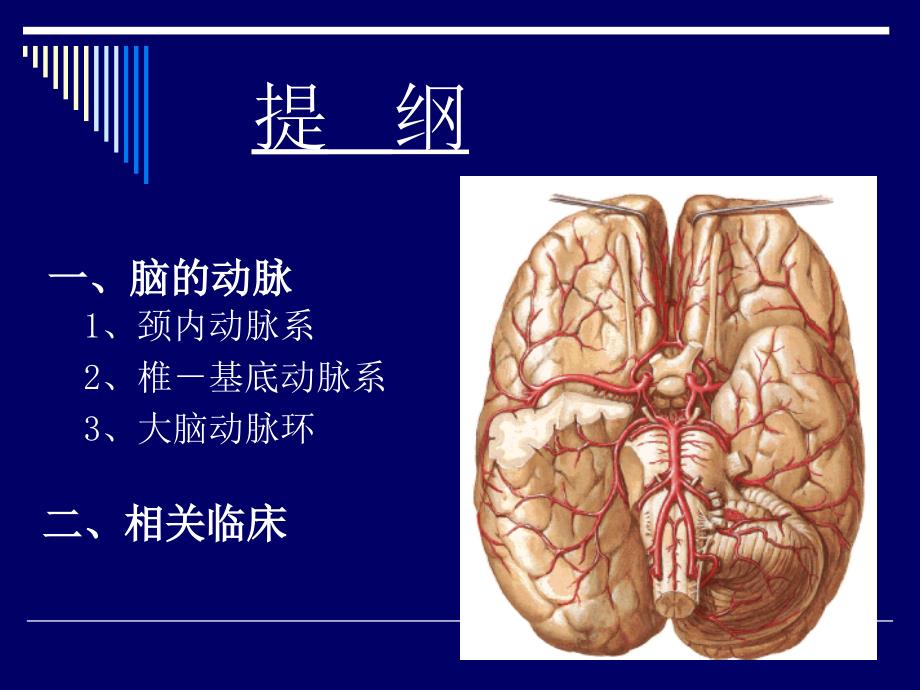 大脑动脉的解剖ppt课件_第2页