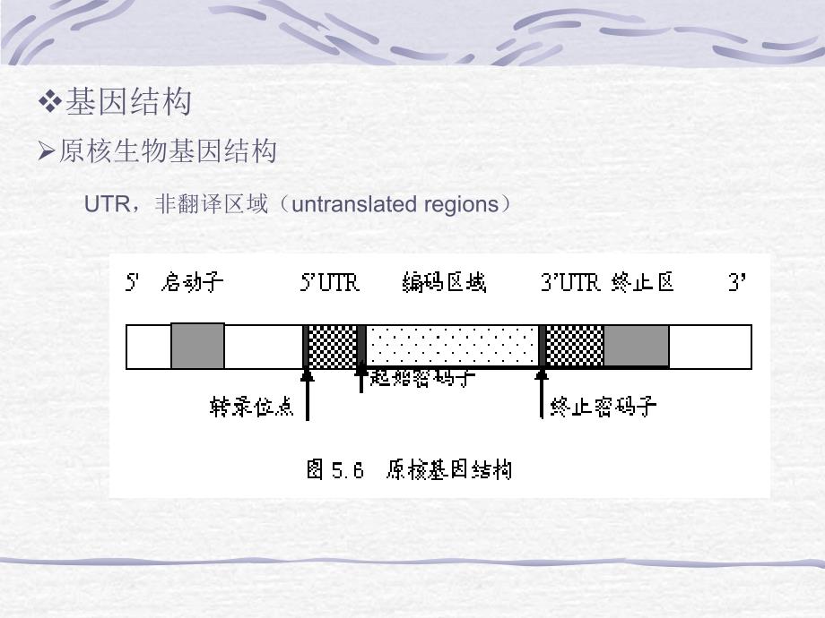 核酸序列分析课件_第3页