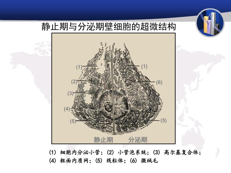 ppi药物及其临床应用_第3页