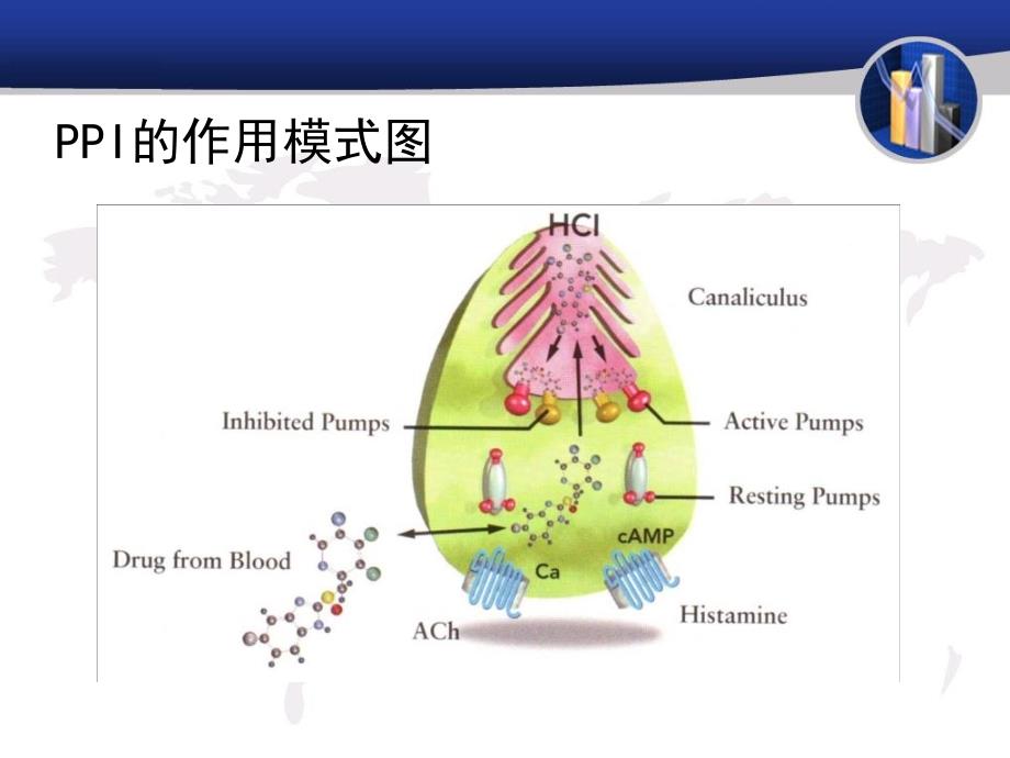 ppi药物及其临床应用_第4页