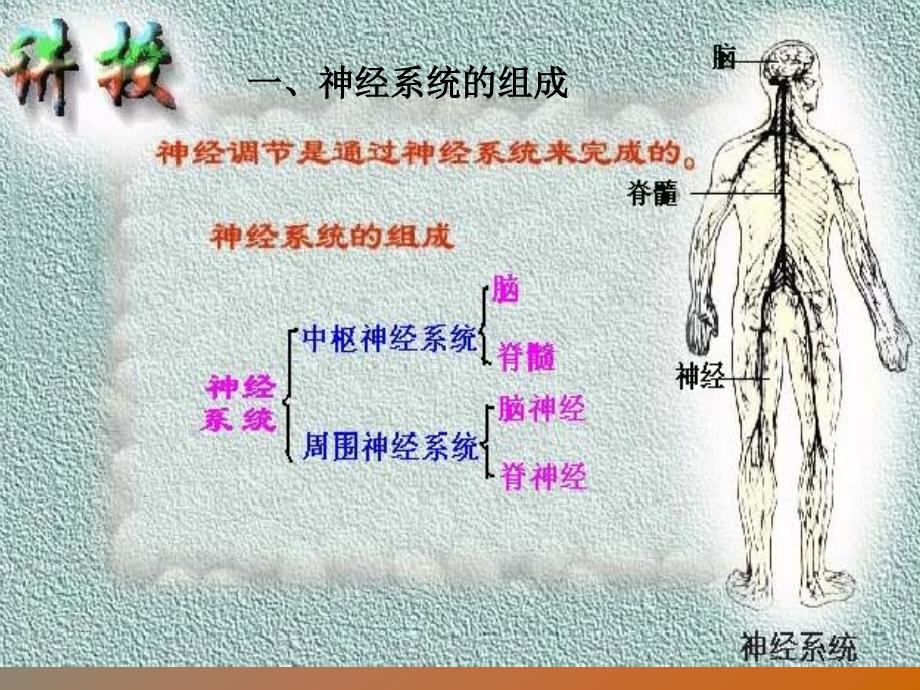 七年级生物动物的神调节_第3页