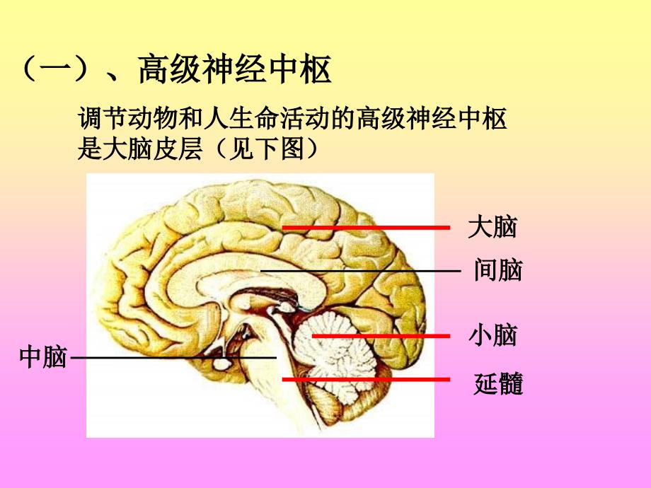 七年级生物动物的神调节_第4页