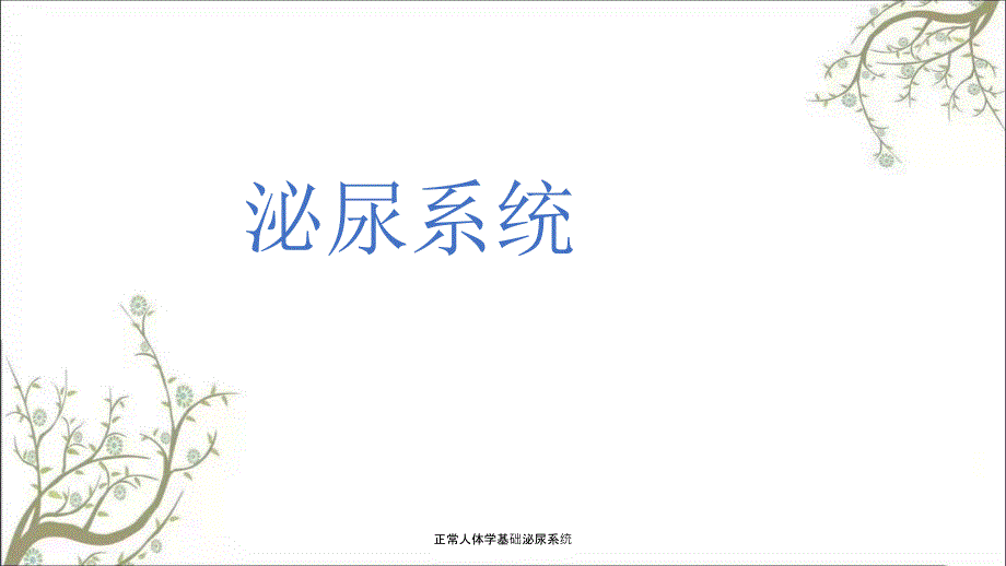 正常人体学基础泌尿系统_第1页