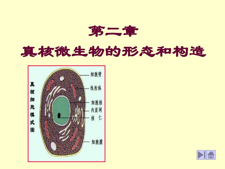 真核微生物的形态、构造_第1页