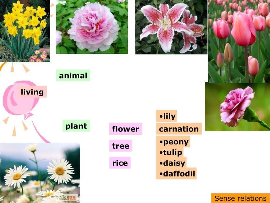 语言学单元hyponymy.ppt_第5页