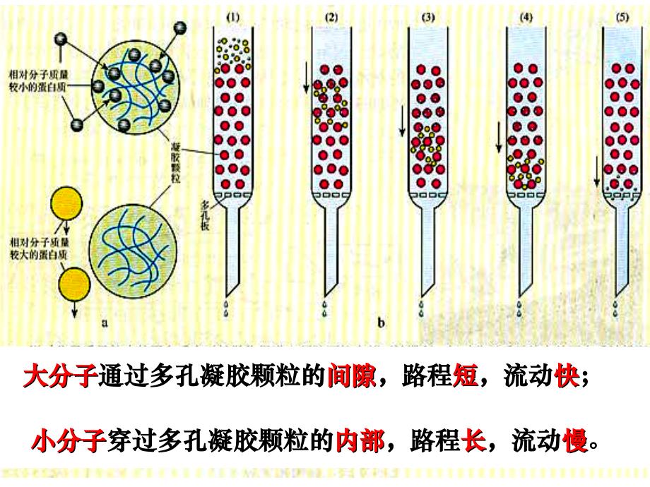 生物选修一5-3血红蛋白的提取和分离.ppt_第4页