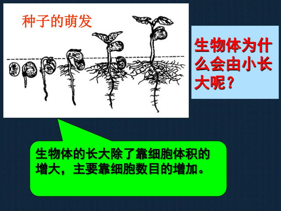 细胞通过分裂产生新细胞PPT课件_第2页