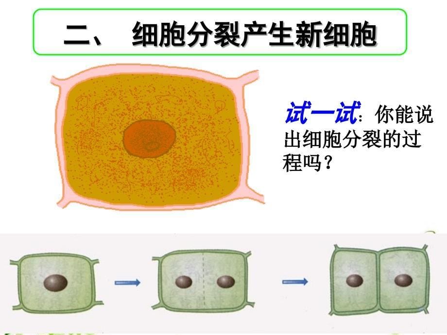 细胞通过分裂产生新细胞PPT课件_第5页