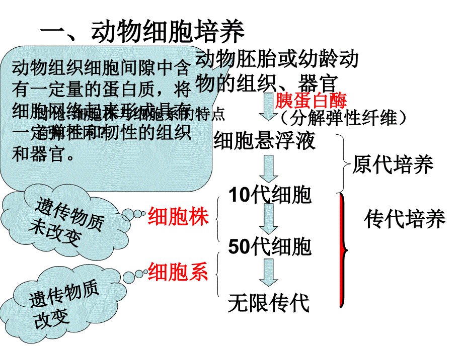 高中生物选修3人教版动物细胞工程课件_第3页