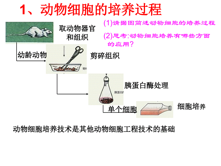 高中生物选修3人教版动物细胞工程课件_第4页