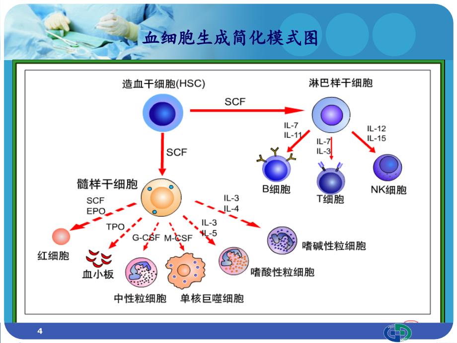 化疗所致血液学毒性及相关处理ppt课件.ppt_第4页