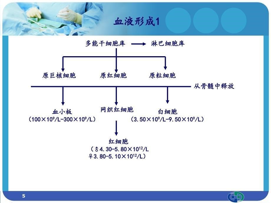 化疗所致血液学毒性及相关处理ppt课件.ppt_第5页