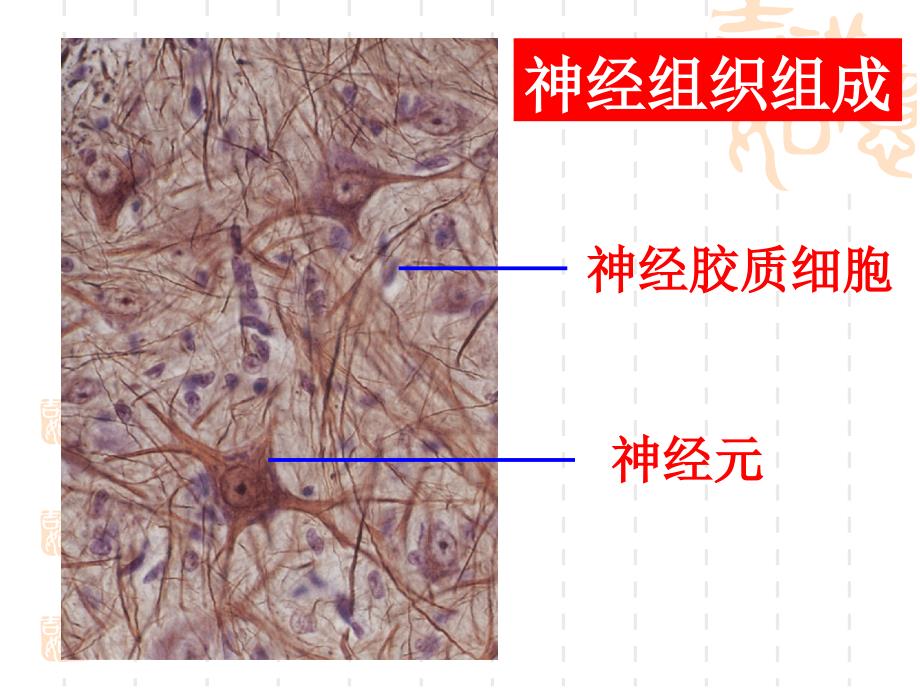 组织学与胚胎学：第7,8章 神经组织,神经系统-芬_第3页