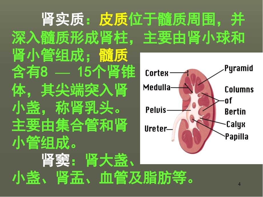 泌尿系统的超声诊断PPT幻灯片.ppt_第4页