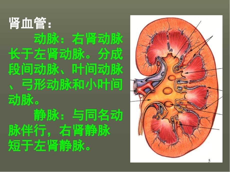 泌尿系统的超声诊断PPT幻灯片.ppt_第5页