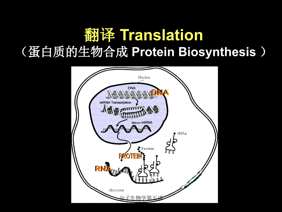 分子生物学第五讲课件_第1页