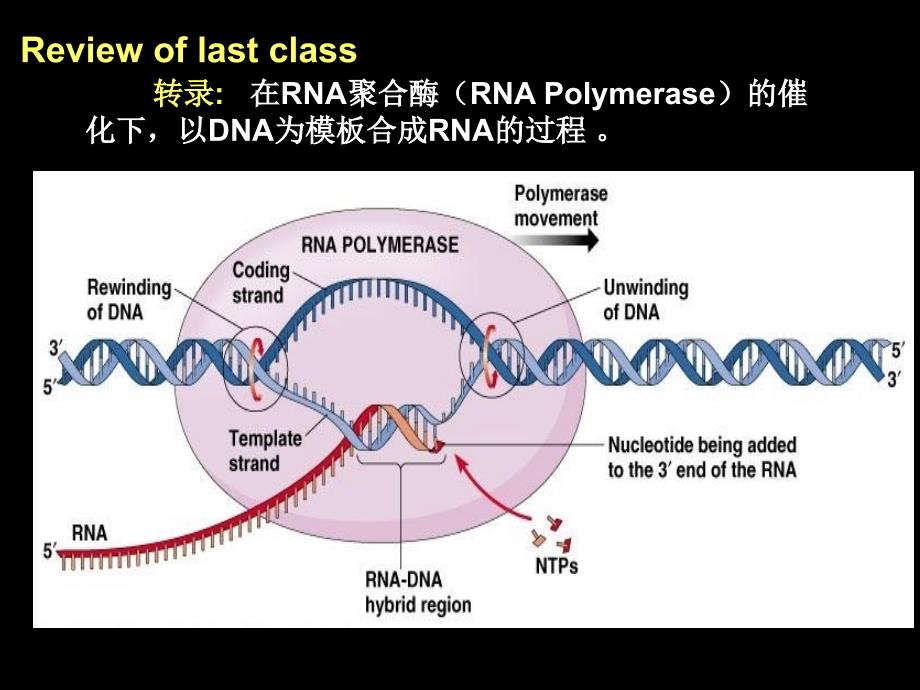 分子生物学第五讲课件_第2页