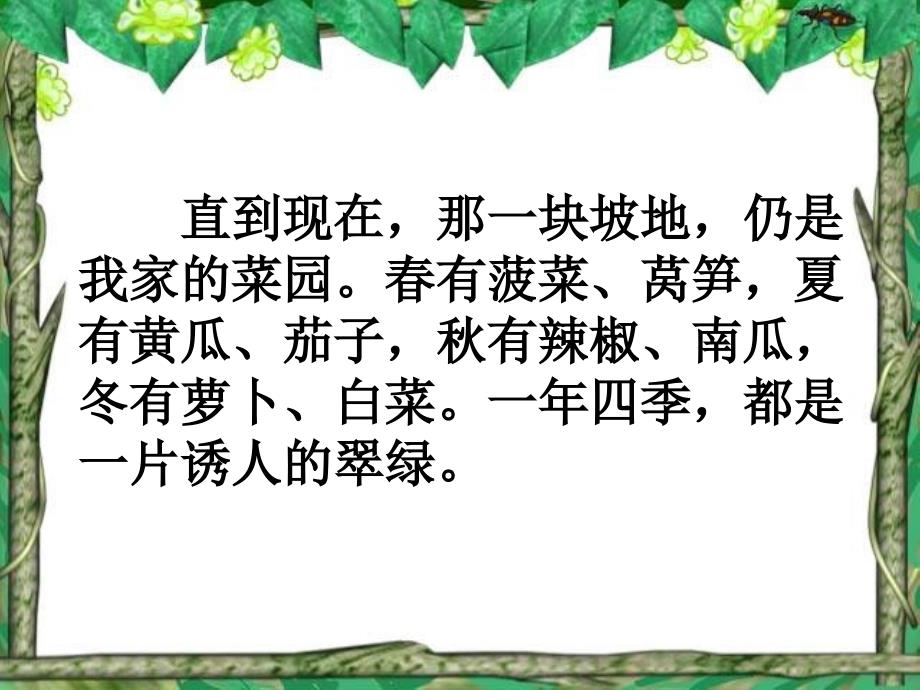 直到现在那一块坡地仍是我家的菜园春有菠菜、莴.ppt_第1页