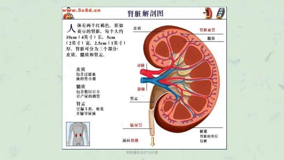 肾肿瘤的治疗与护理课件_第3页