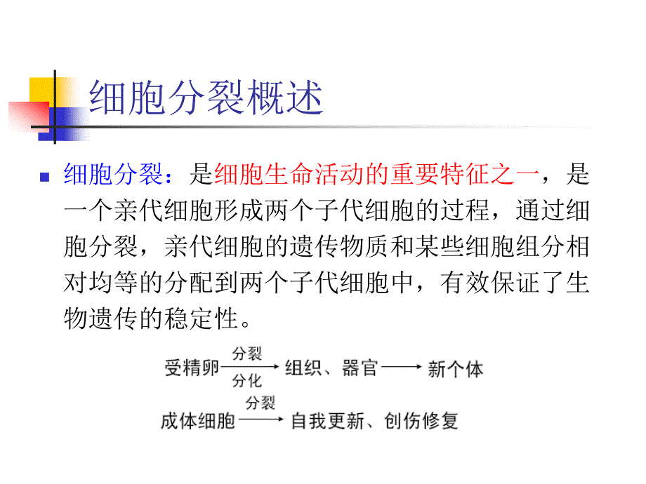 细胞生物学：第十三章 细胞增殖和细胞周期_第3页