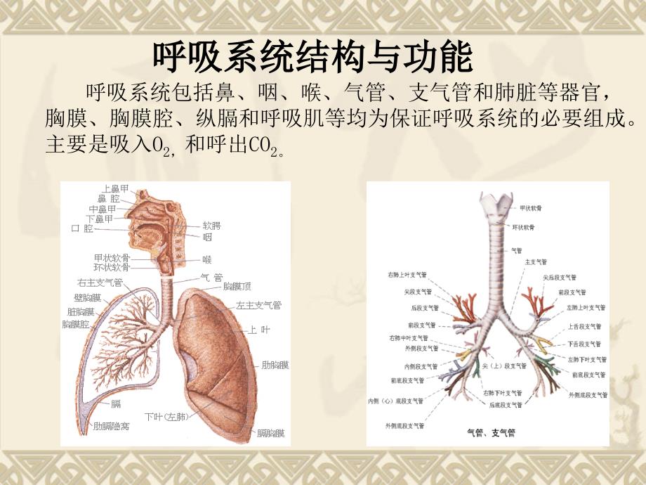 上呼吸系统疾病总论课件文档资料_第1页