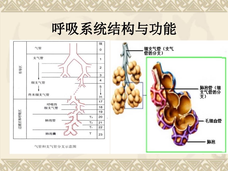 上呼吸系统疾病总论课件文档资料_第2页