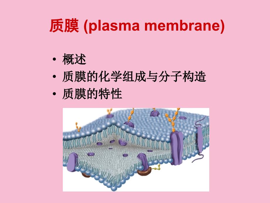 质膜和细胞质ppt课件_第2页