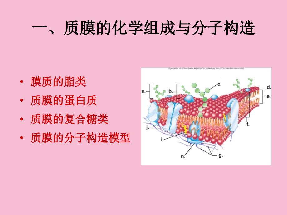 质膜和细胞质ppt课件_第4页