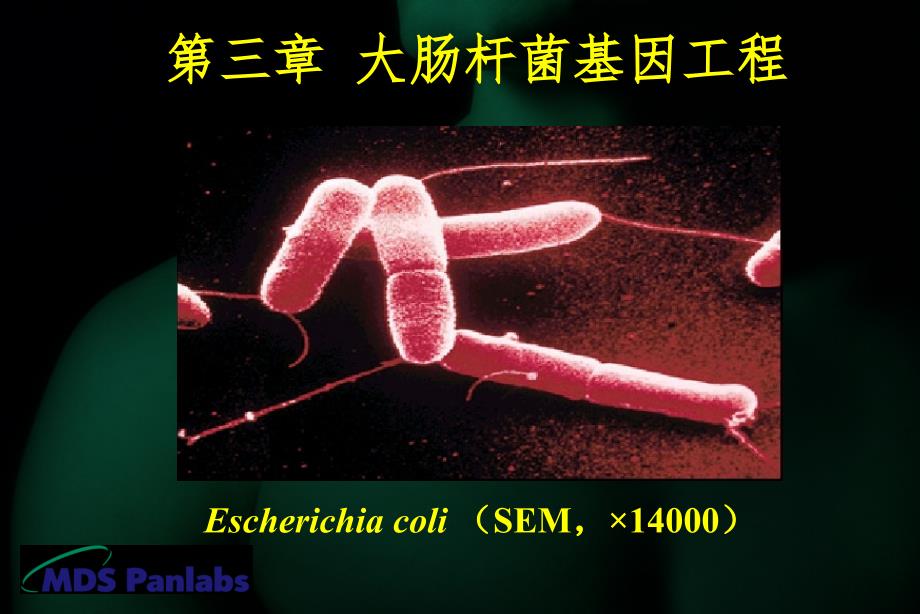 大肠杆菌基因工程PPT课件_第2页