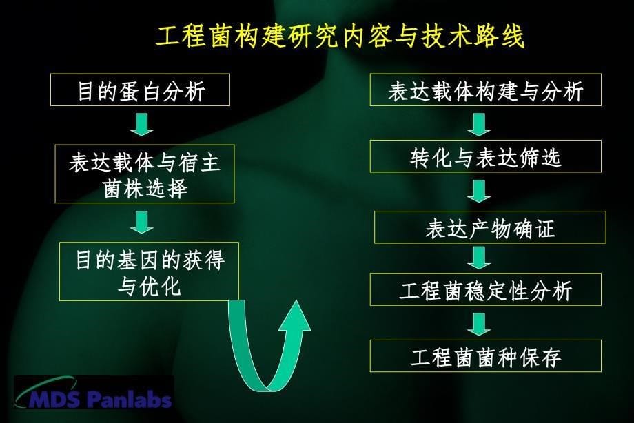 大肠杆菌基因工程PPT课件_第5页