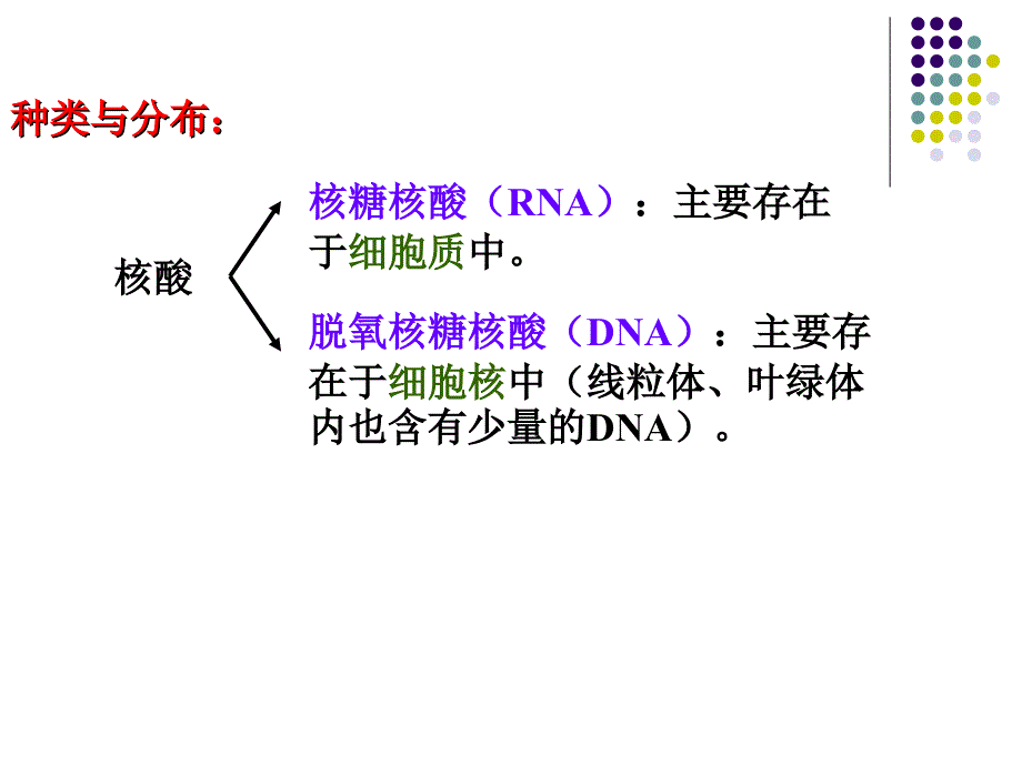 23遗传信息的携带者_第2页