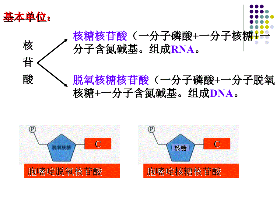 23遗传信息的携带者_第3页