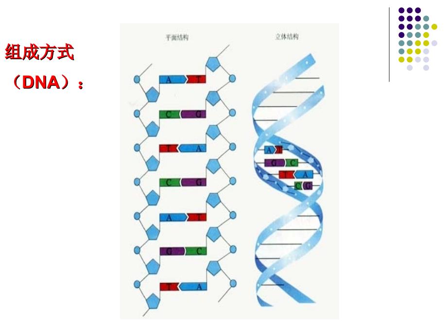 23遗传信息的携带者_第4页