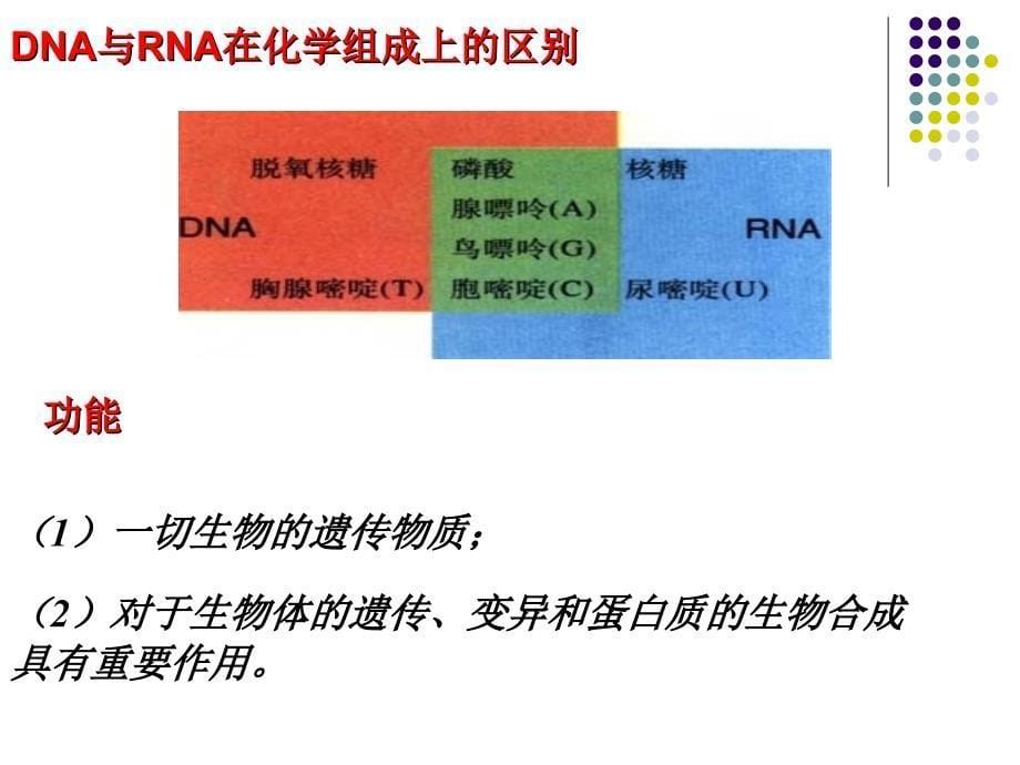 23遗传信息的携带者_第5页