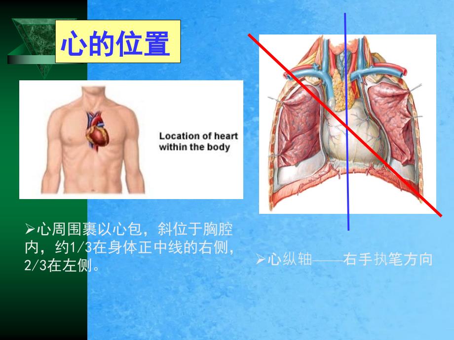 心的形态ppt课件_第4页