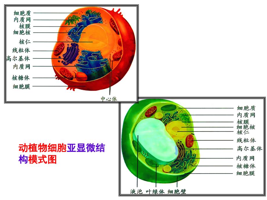 《高一生物细胞器》PPT课件_第1页