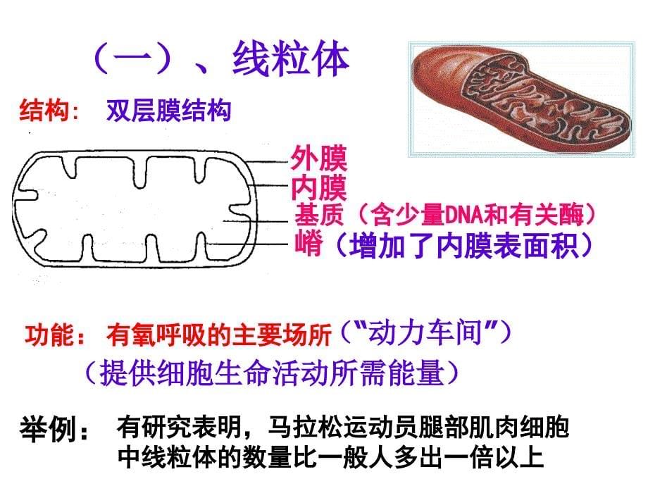 《高一生物细胞器》PPT课件_第5页