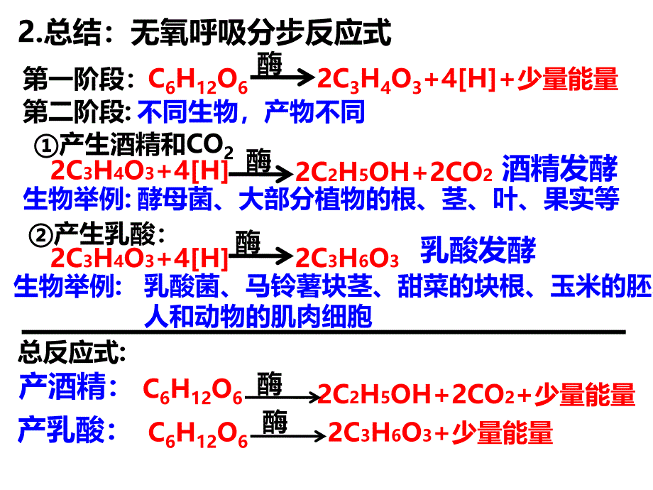 无氧呼吸改PPT_第3页