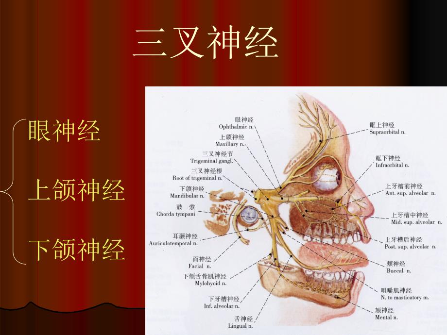 口腔颌面部系统解剖血管神经_第3页