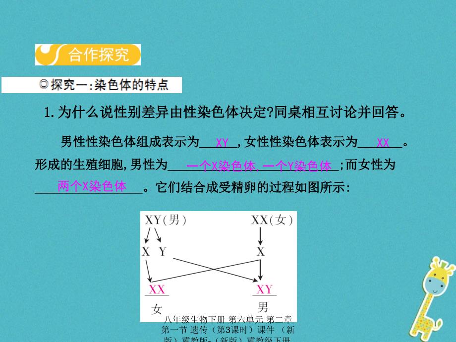 最新八年级生物下册第六单元第二章第一节遗传第3课时_第3页