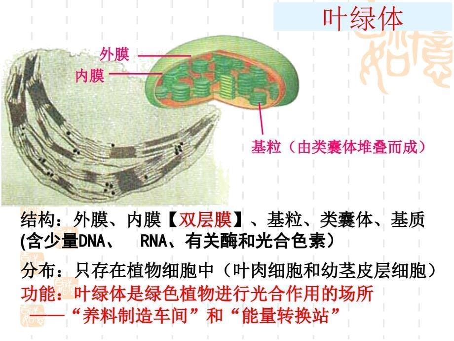 细胞器上课课件_第5页