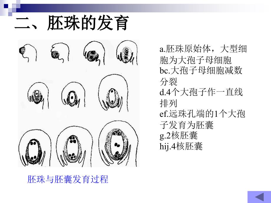 雌蕊的发育开花、传粉和受精_第3页