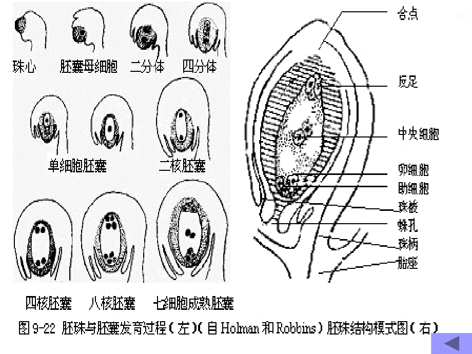 雌蕊的发育开花、传粉和受精_第4页